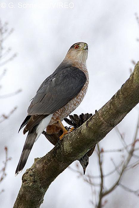 Enkele van de meest bekende accipiters in Noord-Europa zijn de haviken van de Cooper