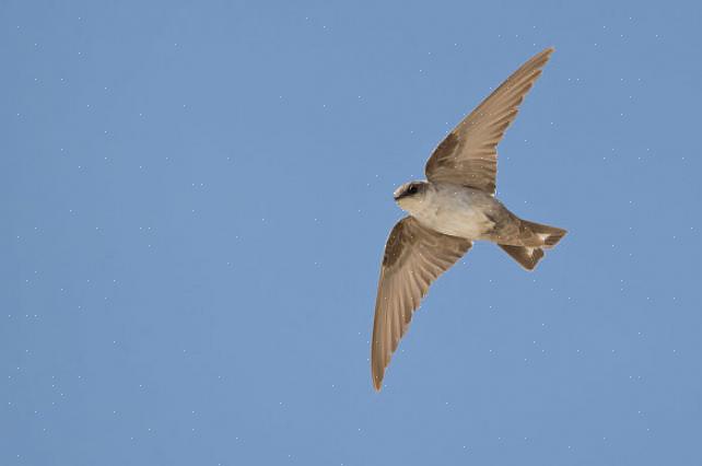 Het kiezen van een veldgids met foto's of tekeningen van vogels tijdens de vlucht helpt bij het verkrijgen