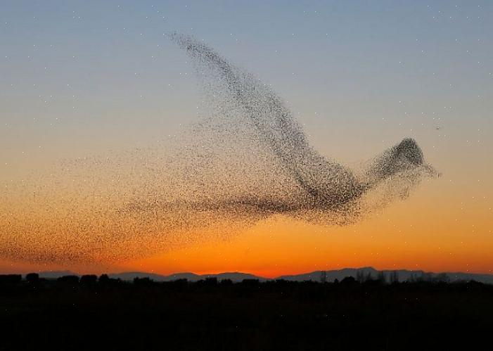 Vogels vormen vaak koppels tijdens het foerageren