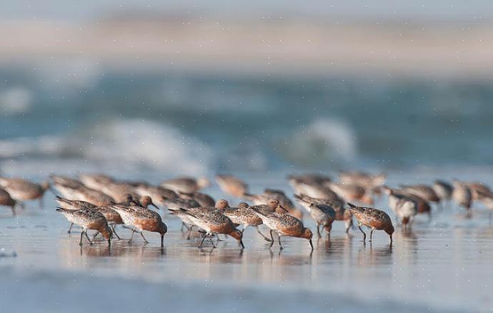Al deze vogels maken deel uit van de vogelfamilie Scolopacidae