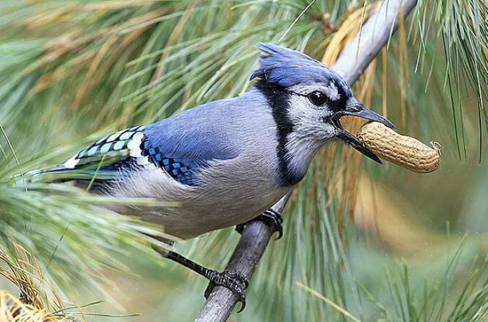 Pinda's zijn een favoriet voedsel voor veel vogels