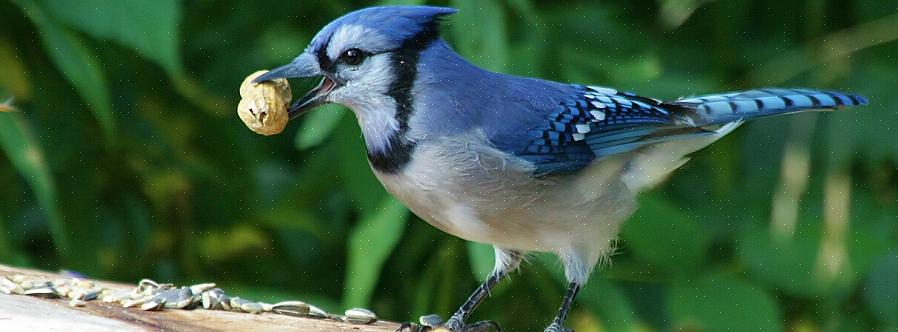 Blauwe gaaien worden ook aangetrokken door water