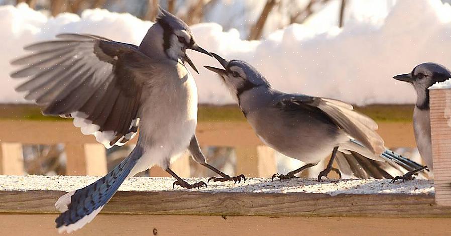Blauwe gaaien zijn omnivore vogels