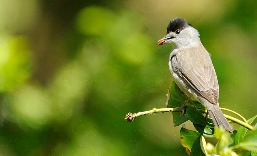 Waar geografische kenmerken vogels aanmoedigen om longitudinaal te bewegen in plaats van in de breedte