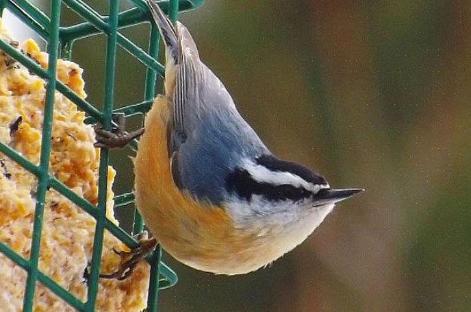 Boomklevers voegen zich in de winter vaak bij dit soort vogels