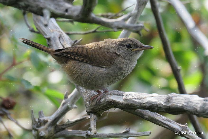Bereikkaarten moeten ook worden opgenomen om winterkoninkjes op basis van geografie te identificeren