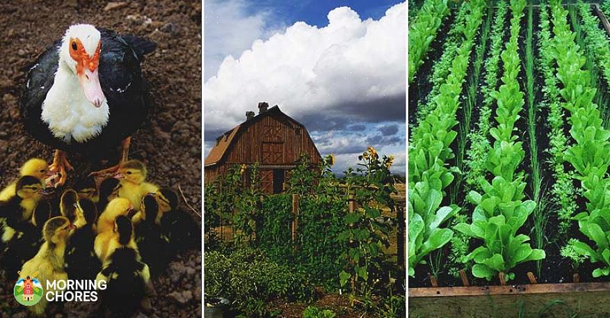 Alles wat u op uw hobbyboerderij doet