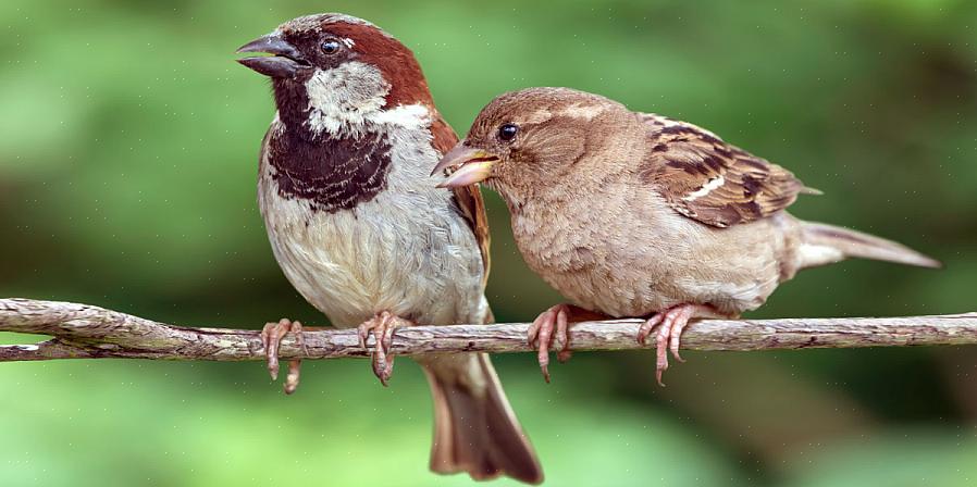 Zwarte strepen op de rug zijn duidelijk zichtbaar bij mannelijke huismussen