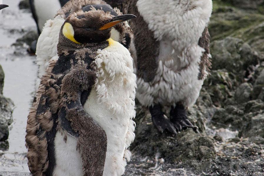 Vogels hebben duizenden veren
