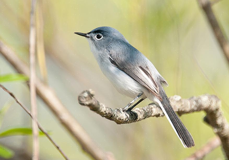 De blauwgrijze muggenvanger is een energieke vogel