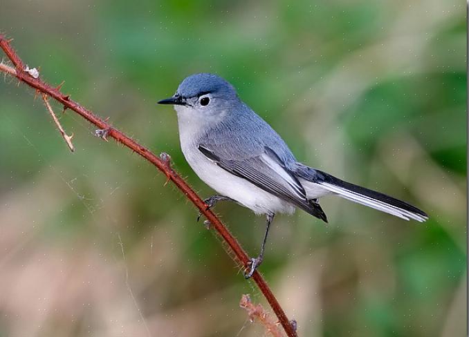 Loofbomen zijn essentieel voor blauwgrijze muggenvangers om te foerageren