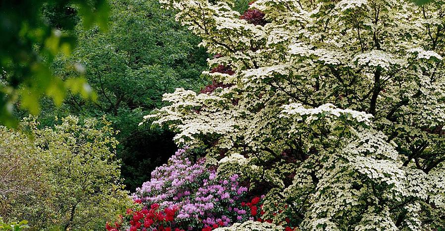 Berkenbomen staan bekend om hun witte schors