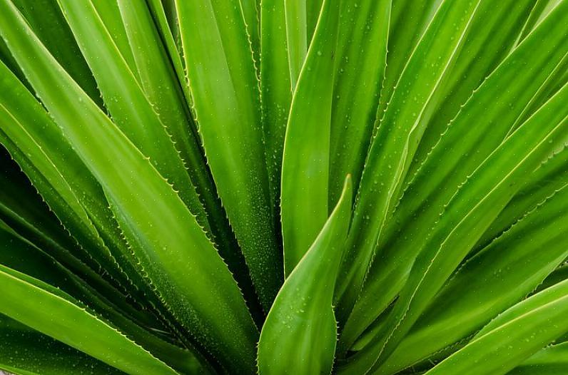 Aloë vera-plant is slechts één soort