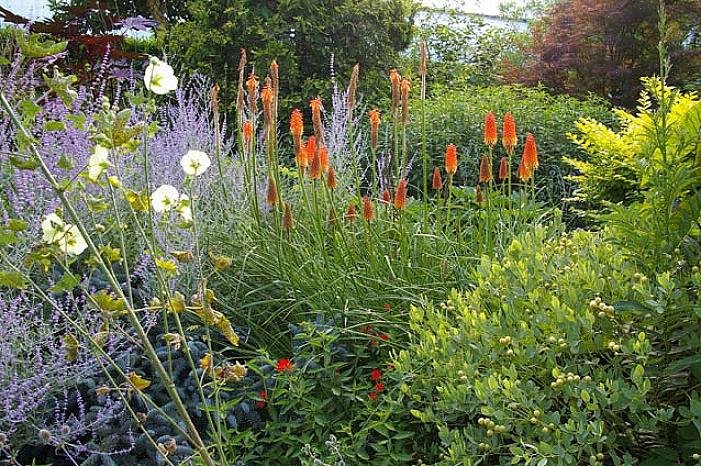 Terra Nova Nurseries heeft wat zij een "Popsicle Series" van compacte of "dwerg" roodgloeiende pokerplanten