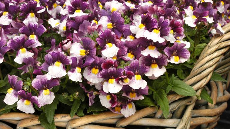 Perkplanten zijn doorgaans relatief korte planten die lang bloeien