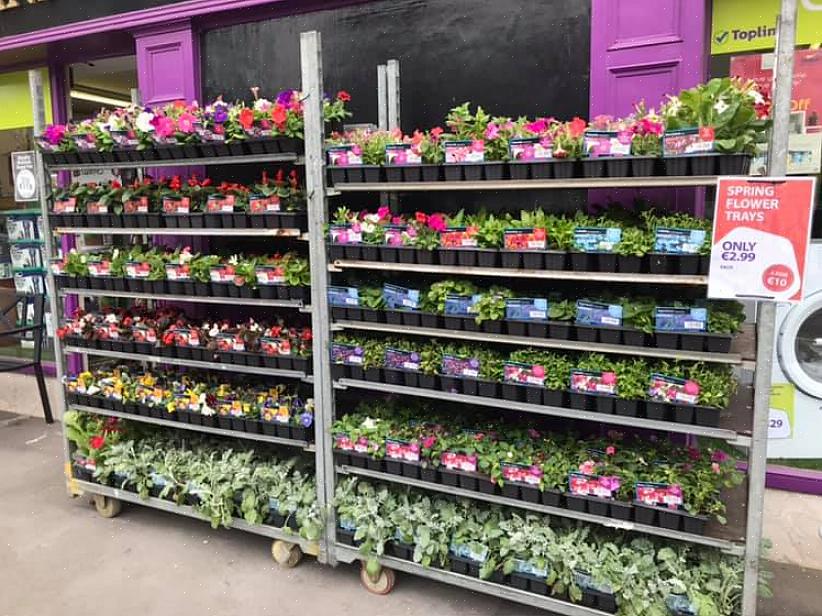 Hoewel perkplanten meestal eenjarige planten zijn