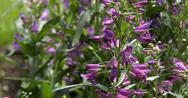 "Hertenresistente planten voor centraal Oregon," Oregon State University Extension Service