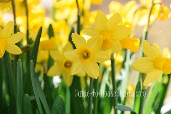 Narcissen zullen tientallen jaren leven en bloeien