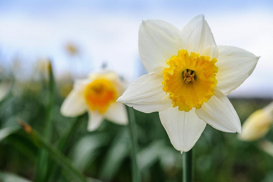Narcissen bloeien het best in de volle zon