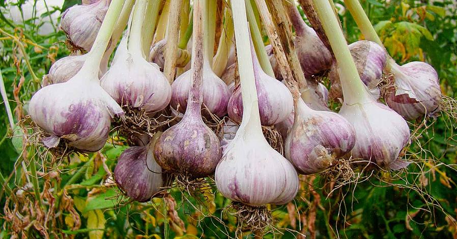 Zanderige leem is de ideale grondsoort voor het verbouwen van knoflook