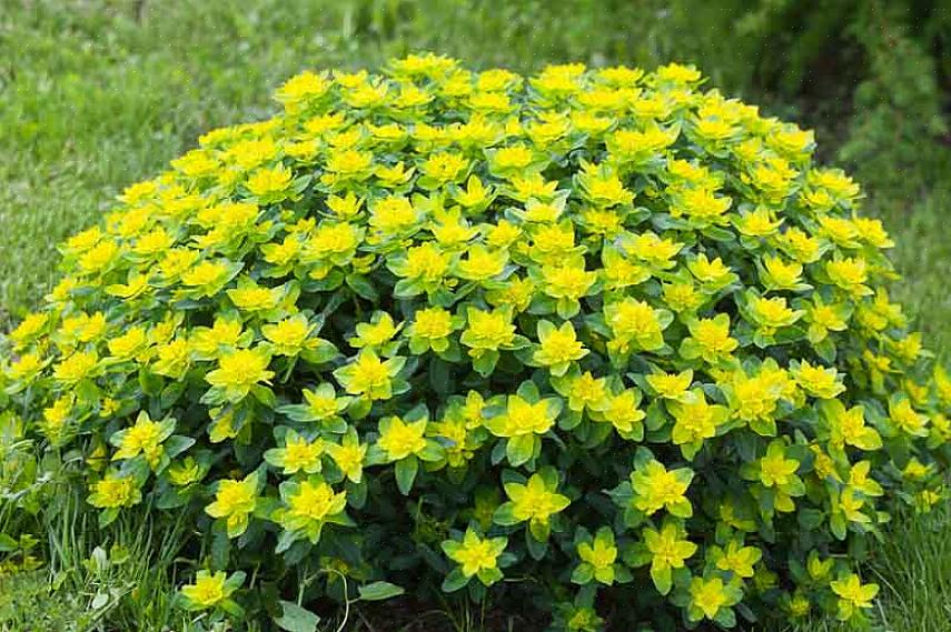 Volgens plantentaxonomie wordt paarse houtwolfsmelk gecategoriseerd als Euphorbia amygdaloides 'Purpurea.'