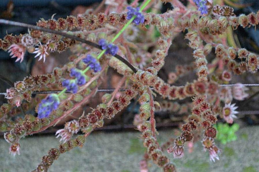 Kuikens (Sempervivum tectorum) zijn laagblijvende groenblijvende vetplanten die een beetje op rubberachtige