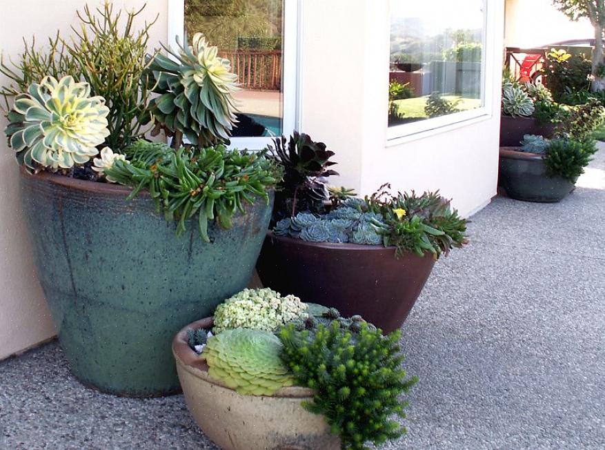 Coleus is een geweldige tuinplant voor containers