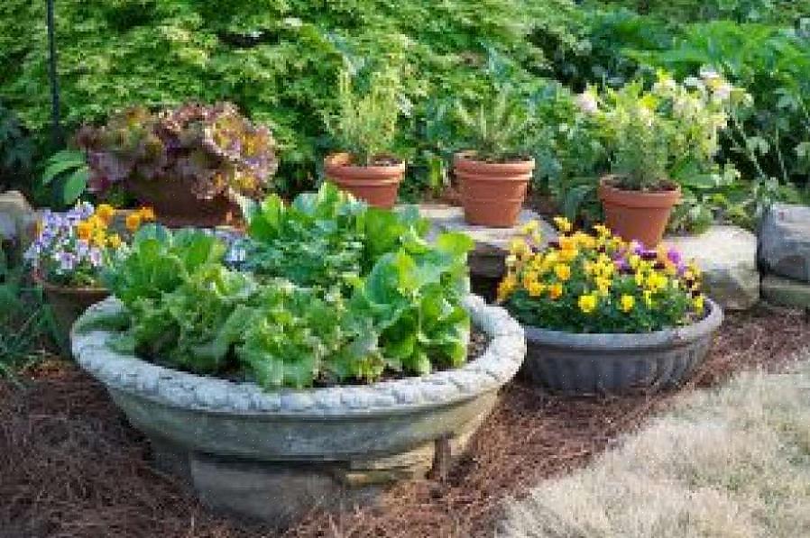 Het contrast van de roze miljoen bellen met het donkergrijs van de zinken pot maakt een mooie containertuin