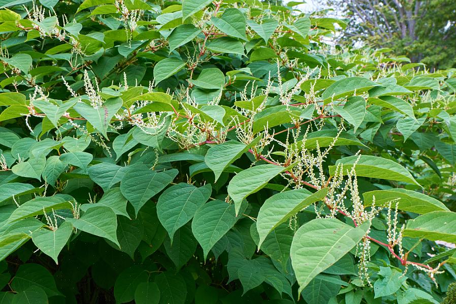 Kan Japanse duizendknoop ook zijn "kiemrust" tegen het herbicide gebruiken