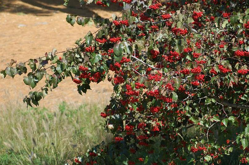 De Warnell School of Forest Resources wijst op enkele van deze gunstige eigenschappen