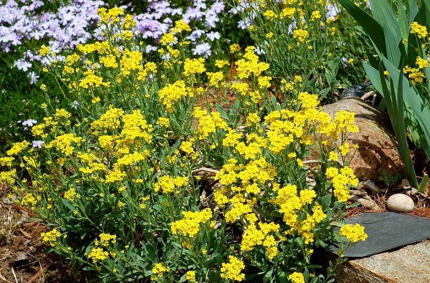 Gele alyssum-bloemen worden veel gekweekt in planthardheidzones 3 tot 7 van het Europe Department