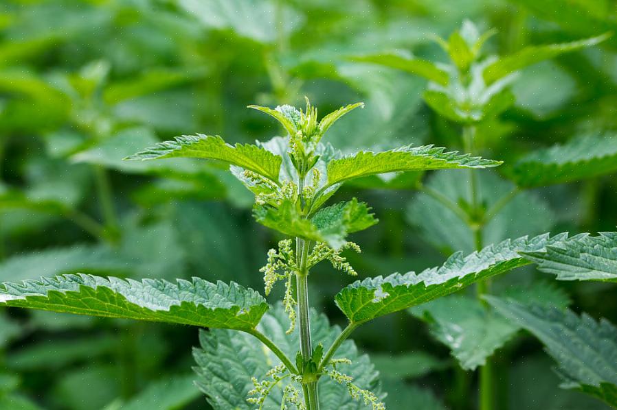 Kruipende planten of "klimplanten" worden over het algemeen beschouwd als kleine
