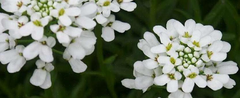 Candytuft (Iberis sempervirens) is een meerjarige bloem die de grond knuffelt