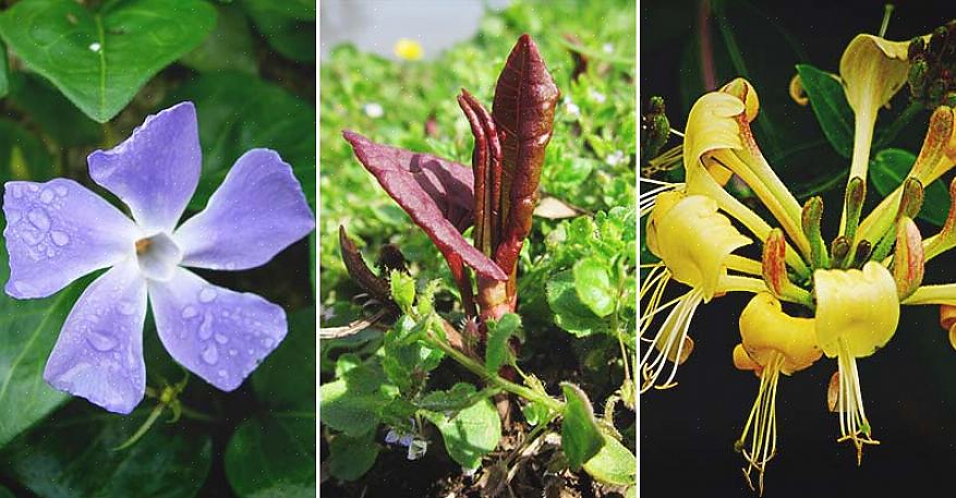 En invasieve planten zijn lang niet altijd lelijke exemplaren