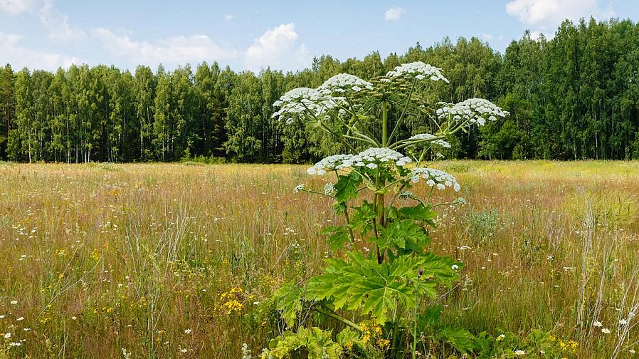 Het is de oosterse bitterzoete wijnstok die zeker in de meeste lijsten van de ergste invasieve planten