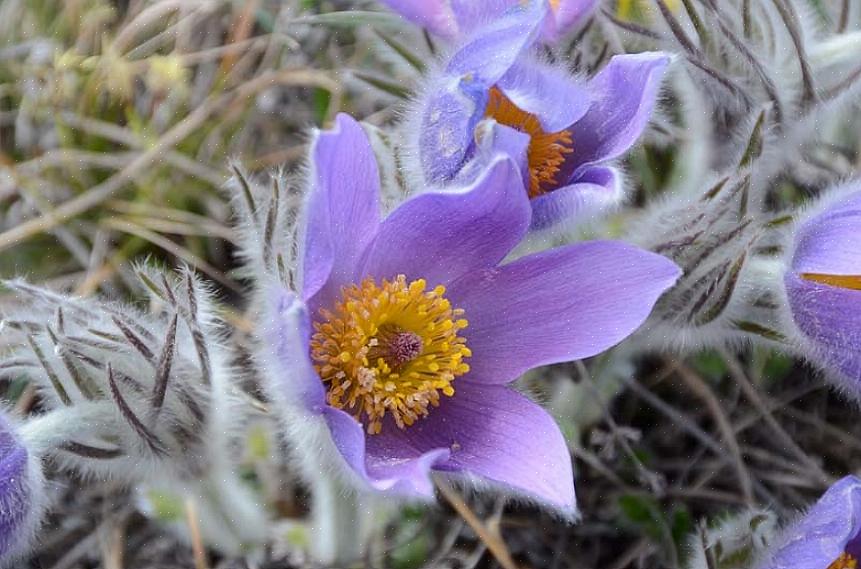 Volgens Botanical.com zegt de beroemde kruidkundige John Gerard "ons dat hij zelf 'ertoe bewogen was'
