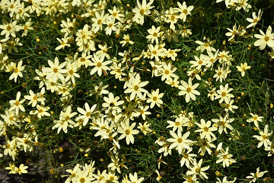 Taxonomie classificeert Moonbeam coreopsis-bloemen als Coreopsis verticillata 'Moonbeam'