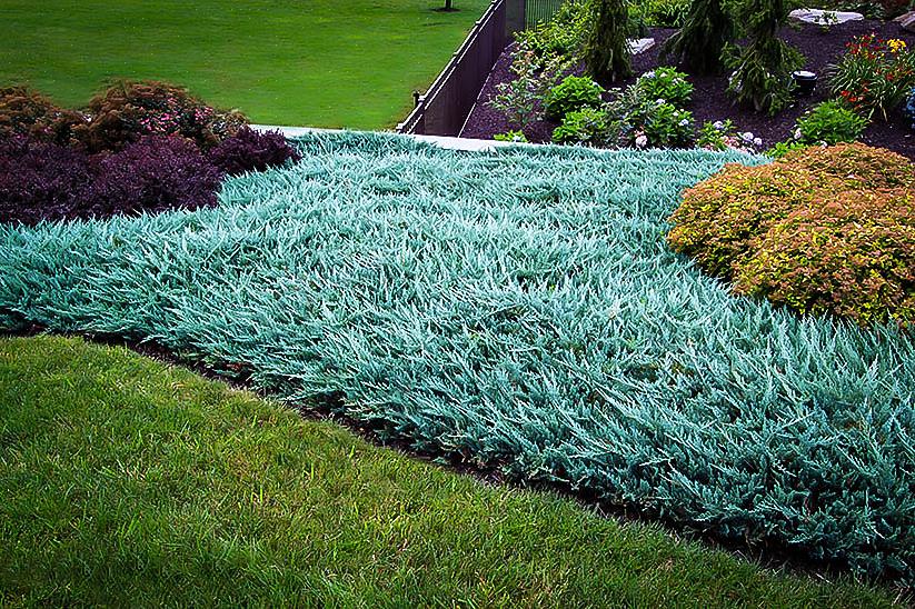 Het blad van een Blue Rug-jeneverbes is zilverachtig blauw