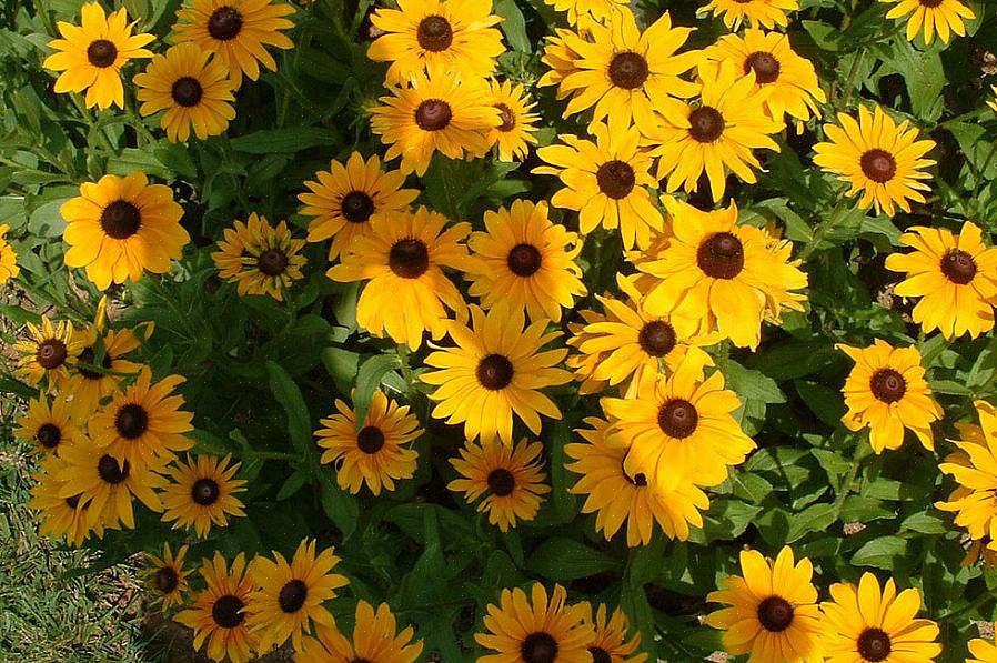 Plantentaxonomie classificeert Susans met zwarte ogen als Rudbeckia hirta