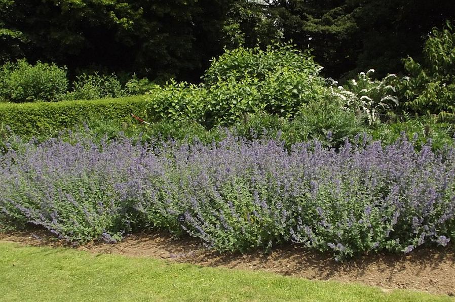 Plantentaxonomie classificeert Six Hills Giant-catmint als Nepeta x faassenii '6 Hills Giant.'