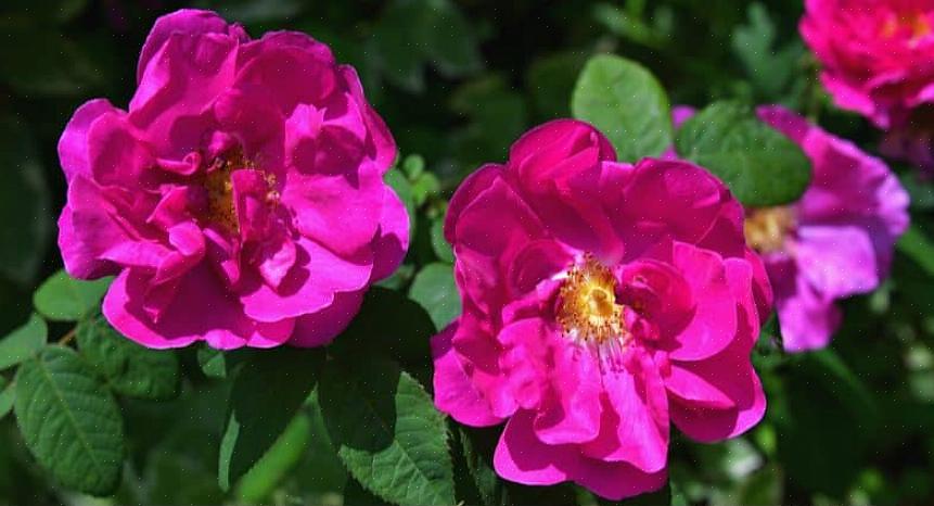 Hoeveel u Rugosa-rozen moet snoeien