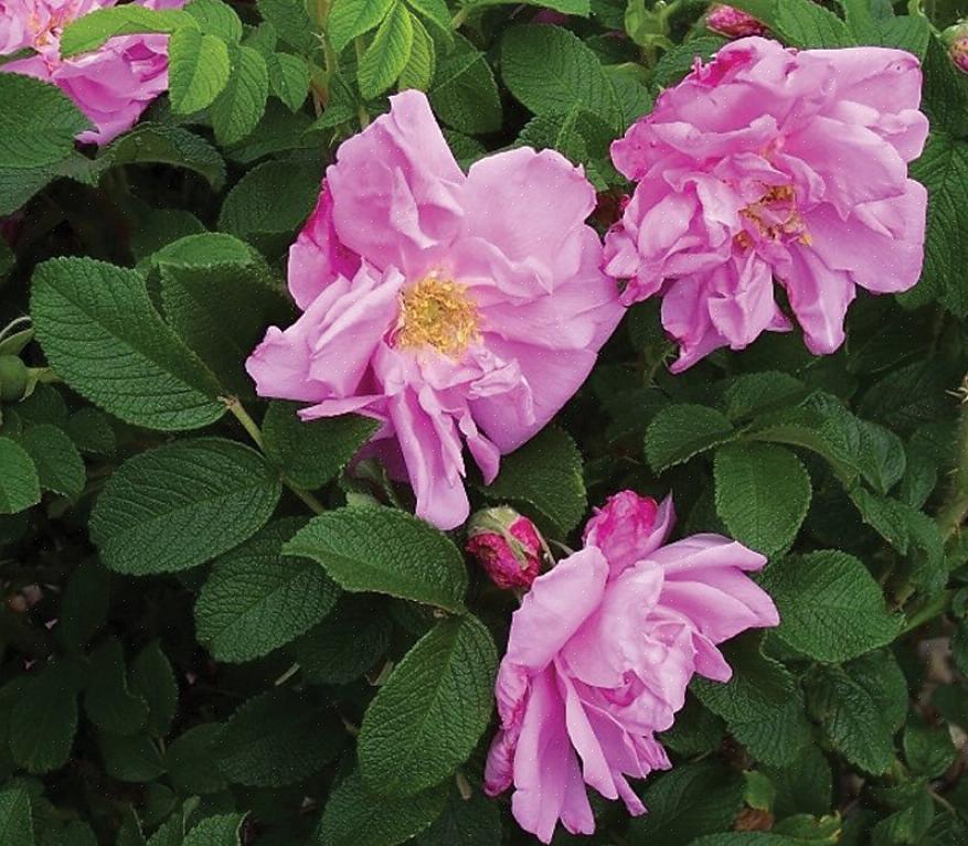 Zal een Rugosa-roos een mooie achterkant van de borderplant of een brandpunt zijn