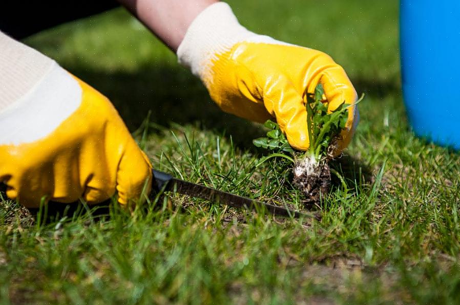 In warme klimaten is een manier waarop mensen soms gras verwijderen door het te bedekken met doorzichtig