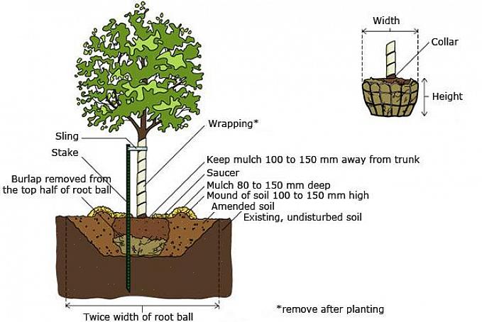 Veel voorkomende alternatieven voor planten met bolletjes