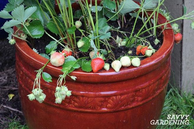 Ben je klaar om je aardbeipot te planten
