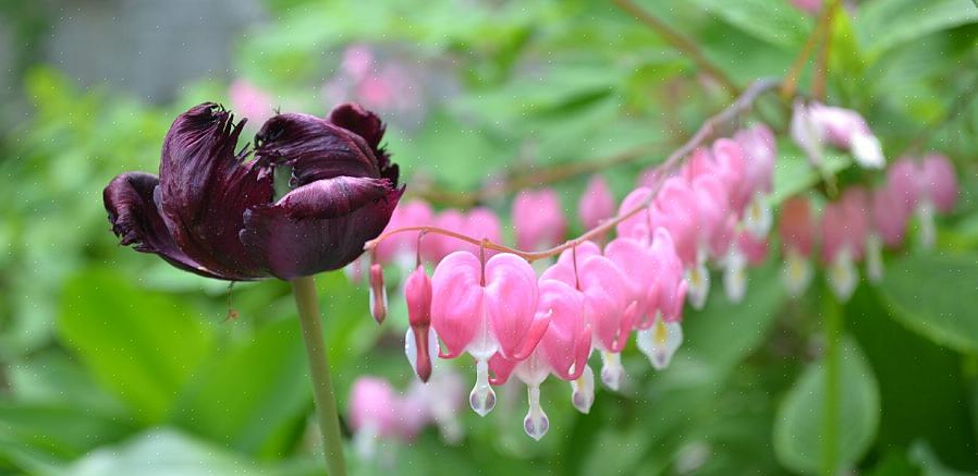 Gefranjerde bloedende hartplanten bereiken een hoogte van 12 tot 46 centimeter met een vergelijkbare