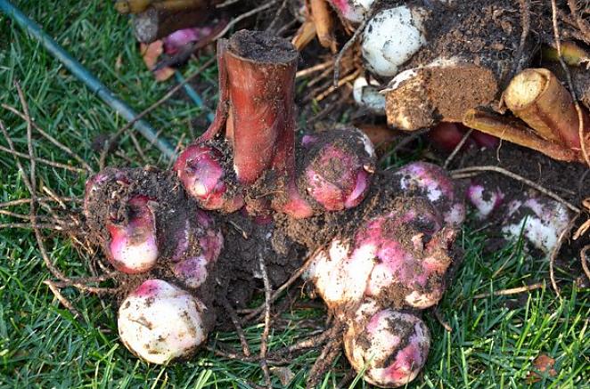 Graaf canna-bollen op voor winteropslag in de herfst zodra het gebladerte is afgestorven maar voordat