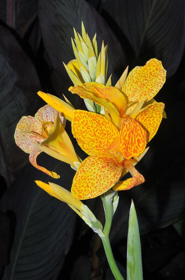 Zoals de meeste tropische planten zullen canna's vergaan als ze worden blootgesteld aan temperaturen