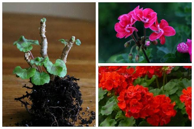 Verpot je geraniums voor de eerste nachtvorst