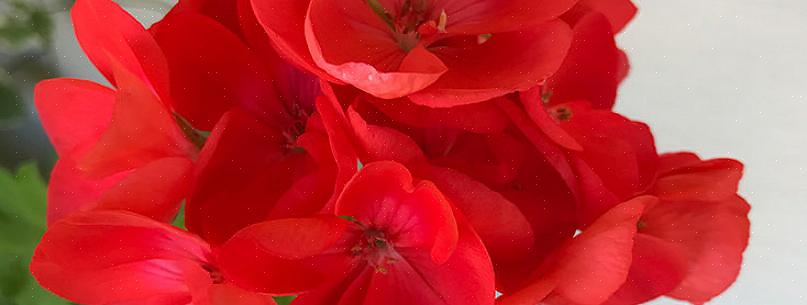 Geraniums zijn fatsoenlijke kamerplanten voor de winter als je ze veel helder licht kunt geven